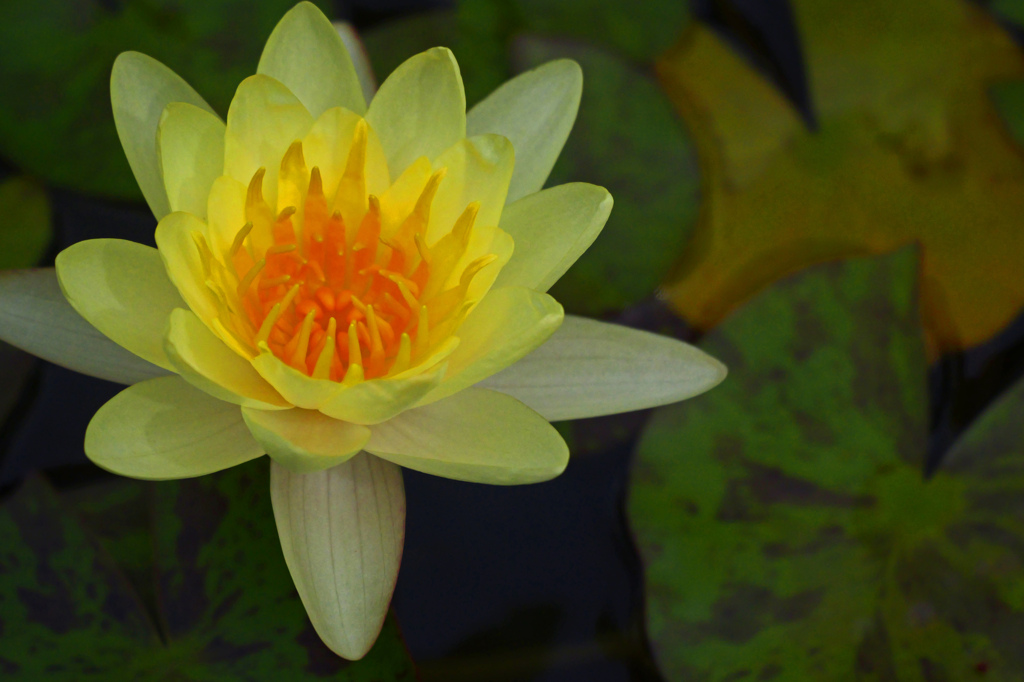 黄色い宝石　P1011532zz