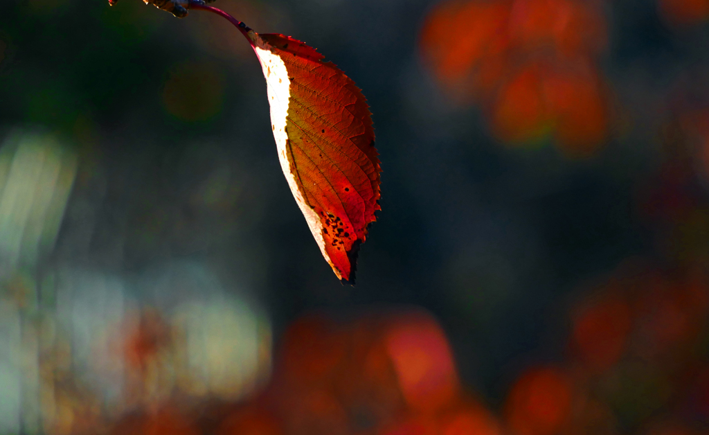 紅一葉　P1790709zz