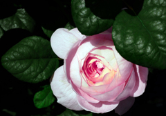 ピンクの薔薇　P1390112zz