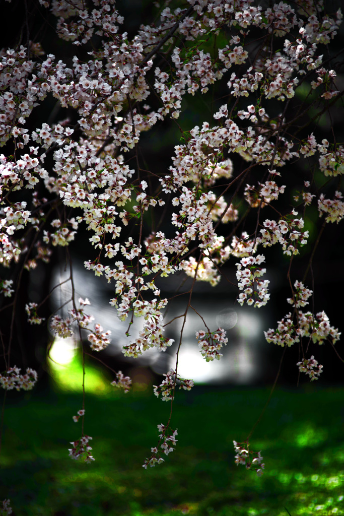 枝垂桜　IMGP2473zz