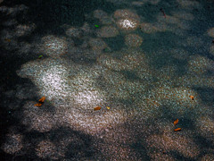 雨上りの木漏れ日　P1670007zz