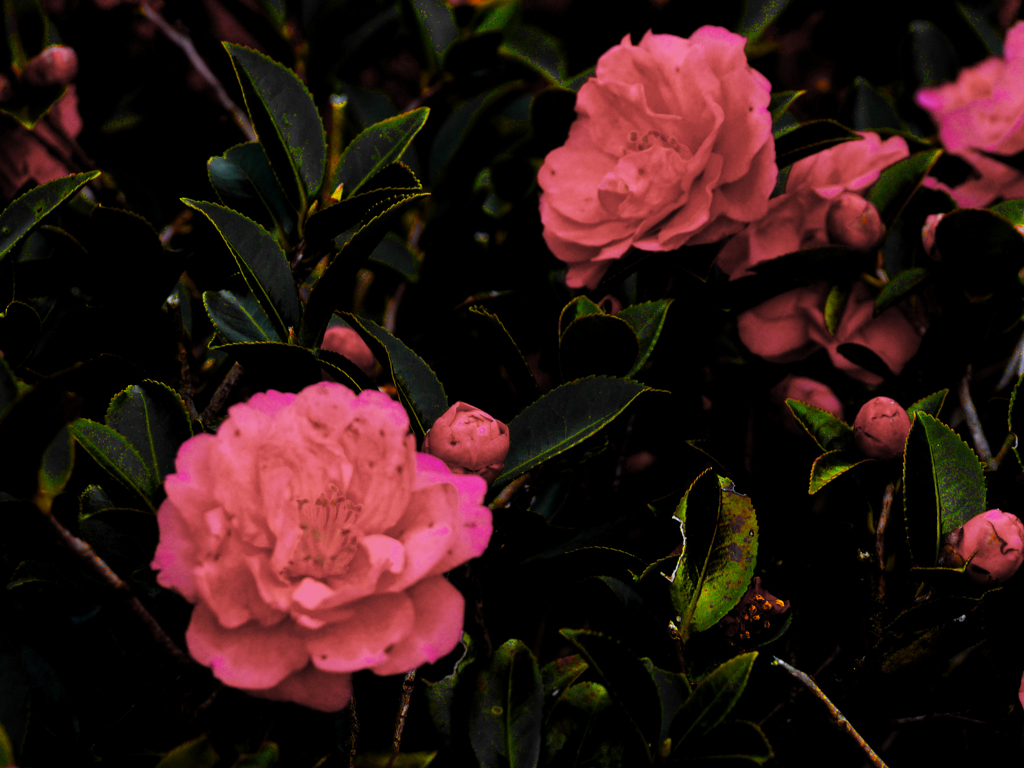 山茶花 心象　P1210853zz