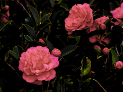 山茶花 心象　P1210853zz