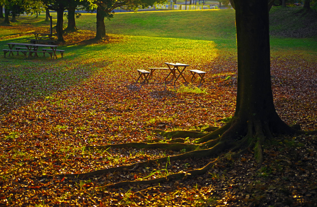 斜光の中で　IMGP9921zz