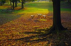 斜光の中で　IMGP9921zz