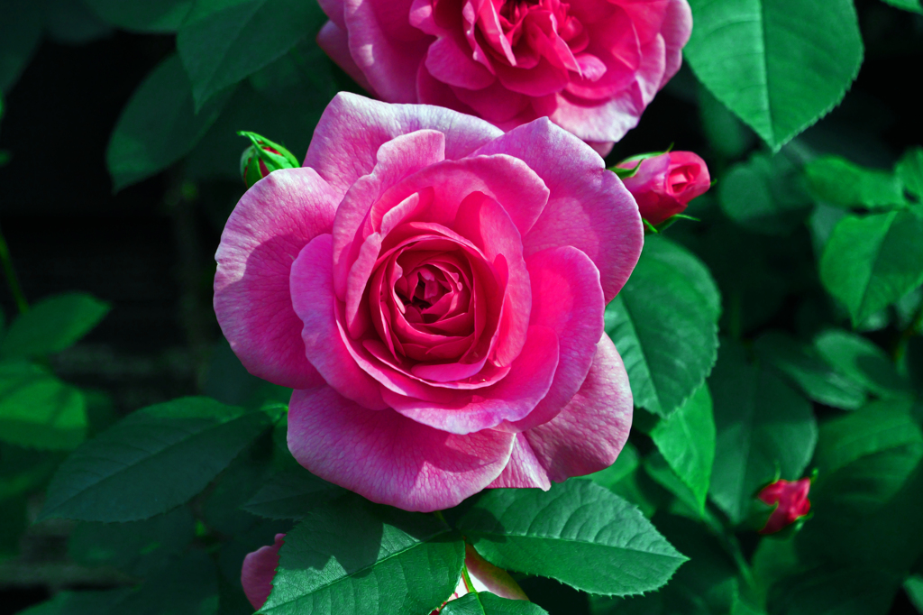 黒い壁に紅い薔薇　P1085994zz