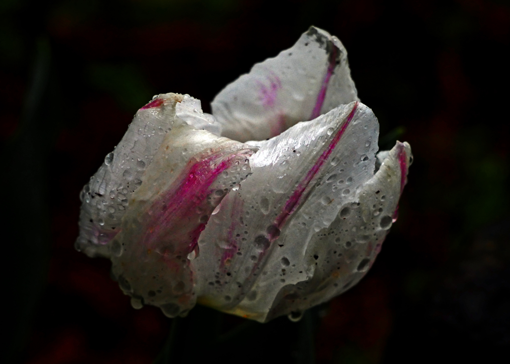雨に咲く花  最後の抵抗　P1140888zz