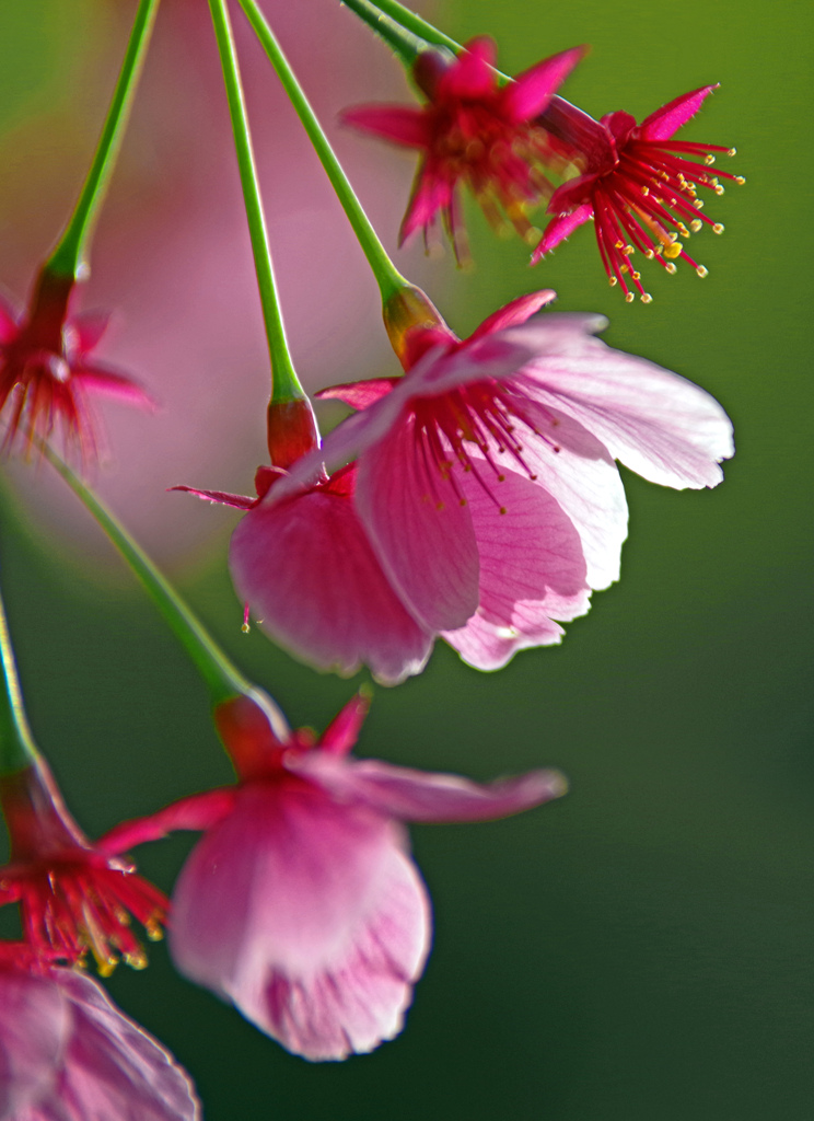 楽しませてくれて有難う　IMGP4513zz