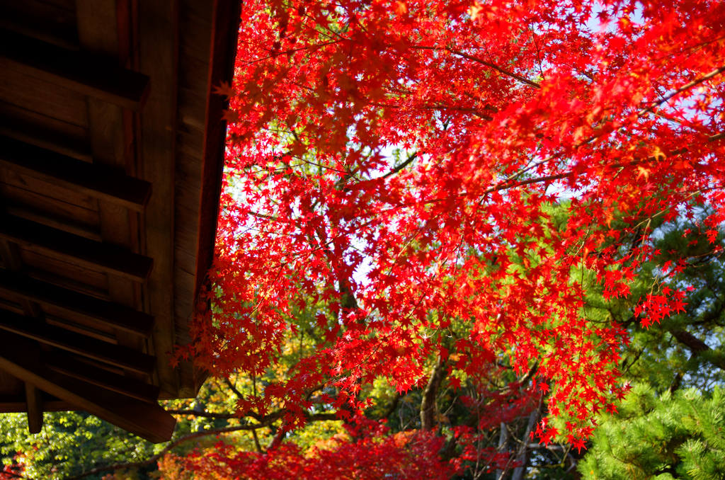 紅葉渓庭園　_IGP0899zz