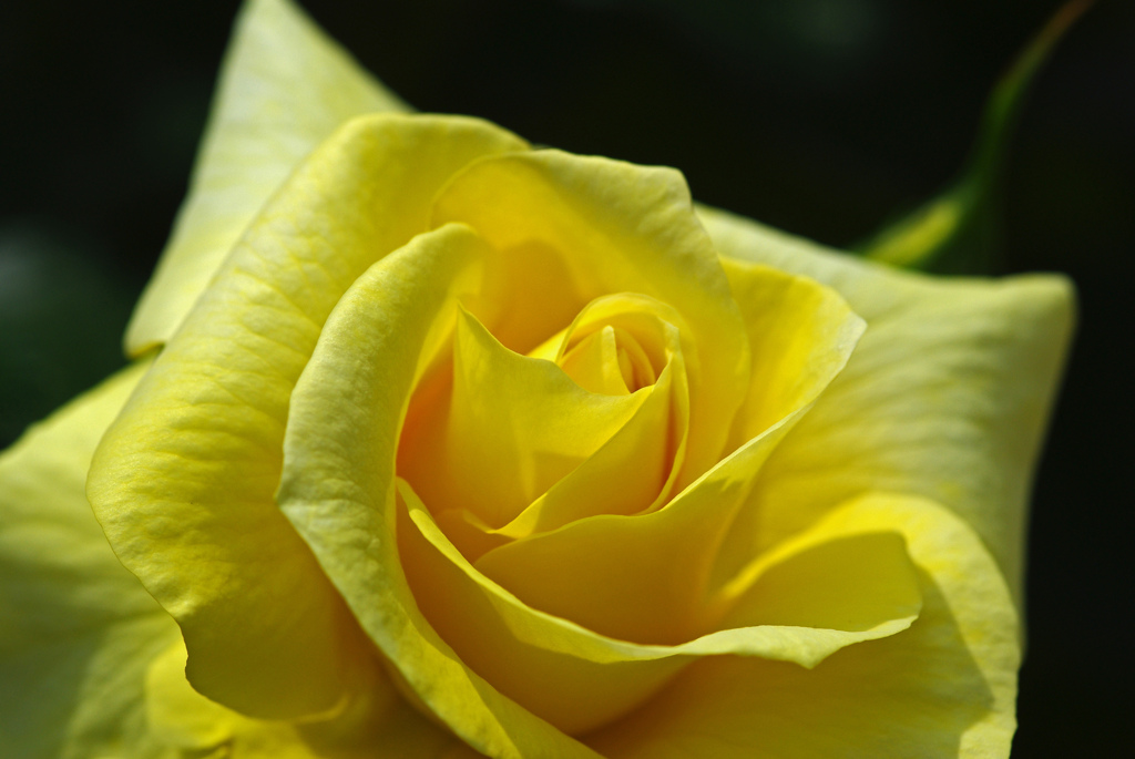 黄色き薔薇　IMGP0358z