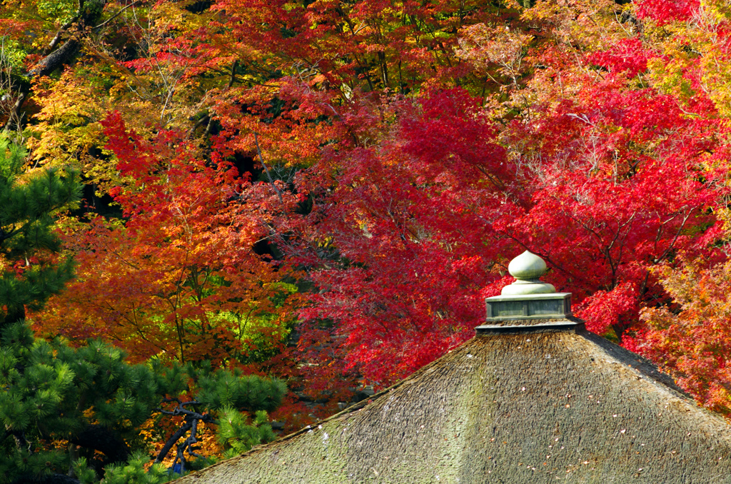 紅葉渓庭園　_IGP1538zz