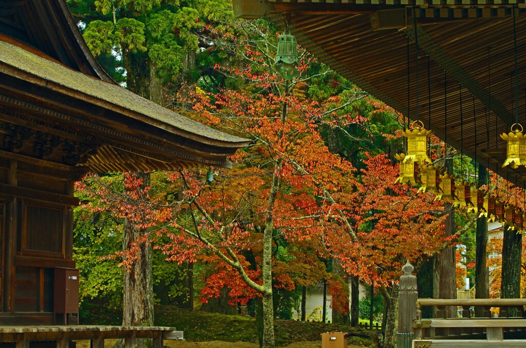 高野 朝の静寂　_IGP9119z