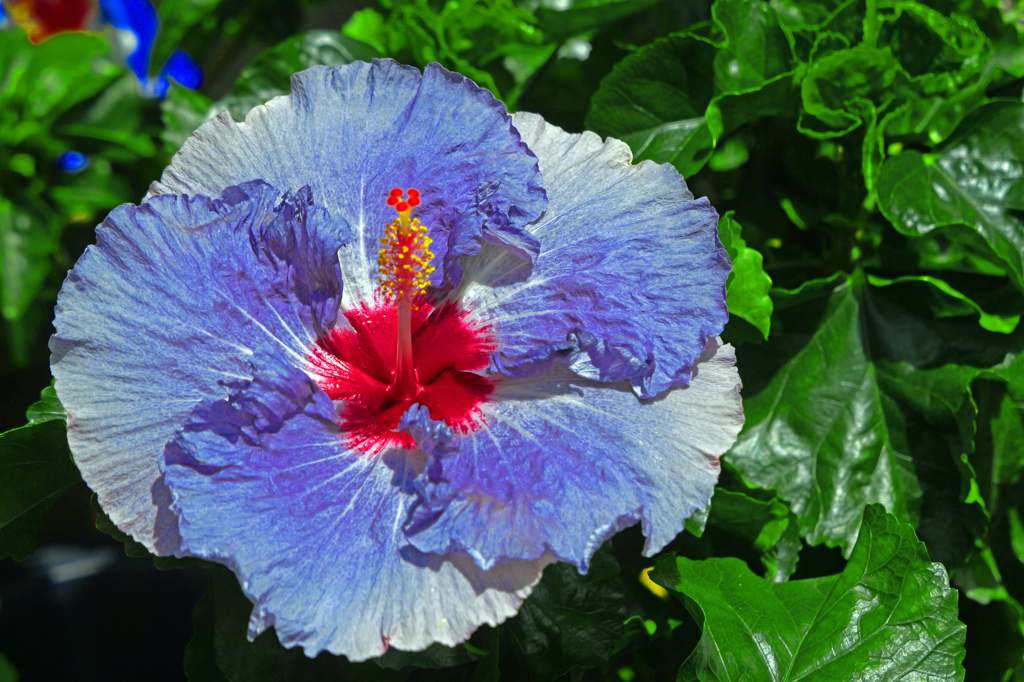 夏に咲く花　P1011097zz