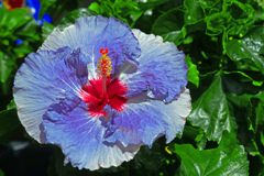 夏に咲く花　P1011097zz