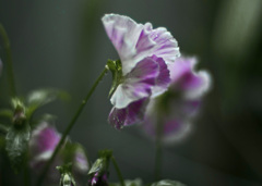 よこがお Ｆ1.2 で撮影　　IGP7785ZZ