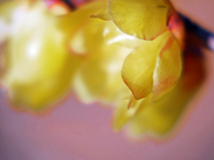 蝋梅が咲いた　P1080886zz