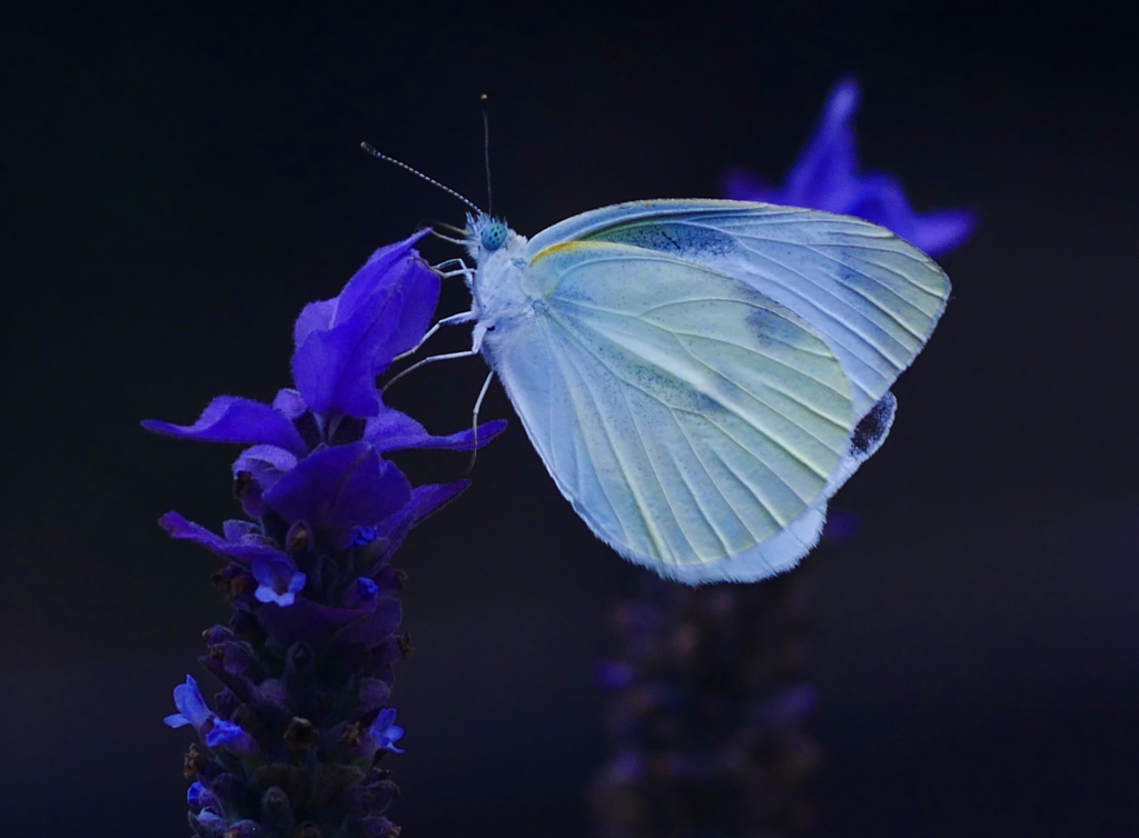 蝶 三題　P1260110zz