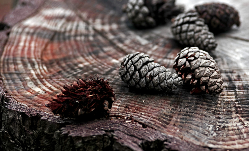 切り株と松ぼっくり　IGP8048zz