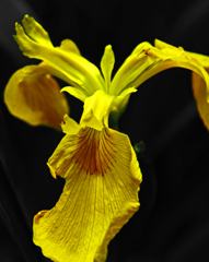 黄菖蒲の花　P1160963zz