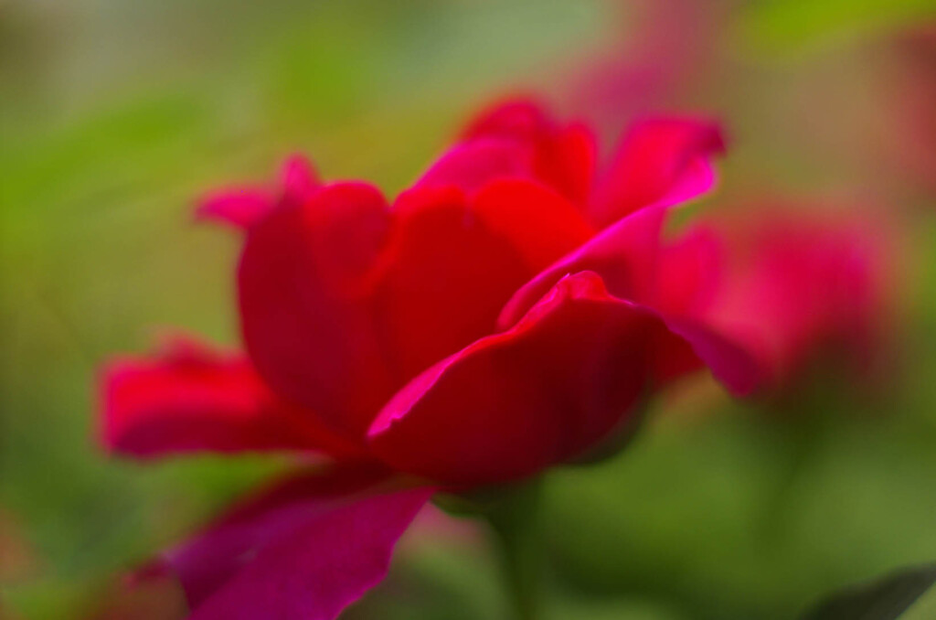 赤い薔薇　_IGP972a9