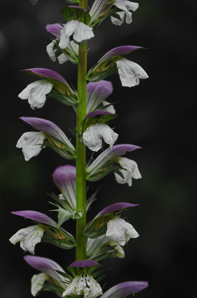 アカンサスの花　IMG1485zz