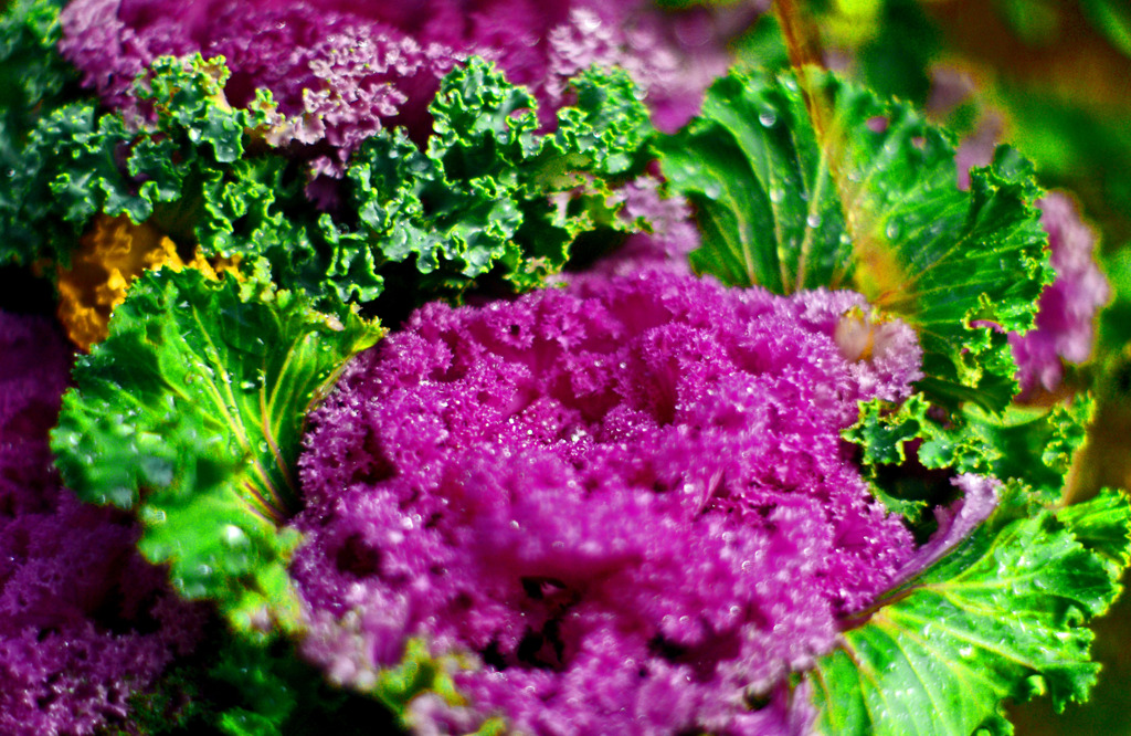 葉ボタン SMC50ｍｍF1.2　IMGP8592z