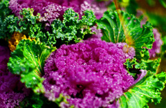 葉ボタン SMC50ｍｍF1.2　IMGP8592z