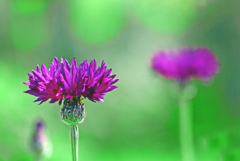 ヤグルマギク　P1530563zz