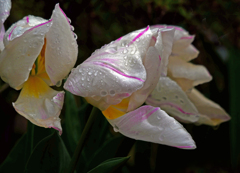 雨に打たれて　P1140168zz