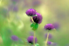 千日紅Ⅱ　IMGP8643zz