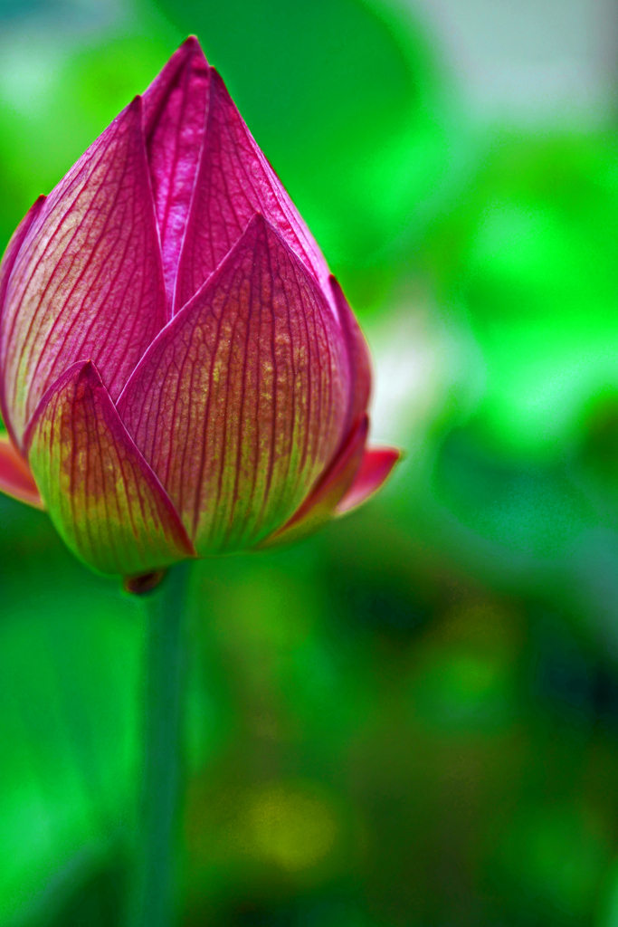 蓮蕾(れんらい)　P1190466zz