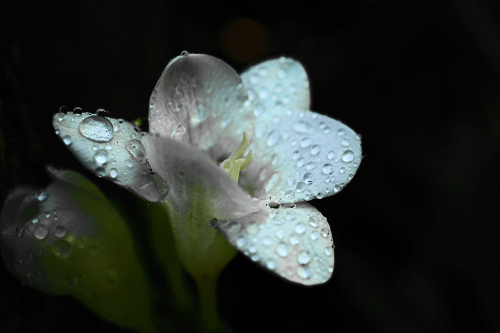 雨のち晴れ　IMGP5537zz
