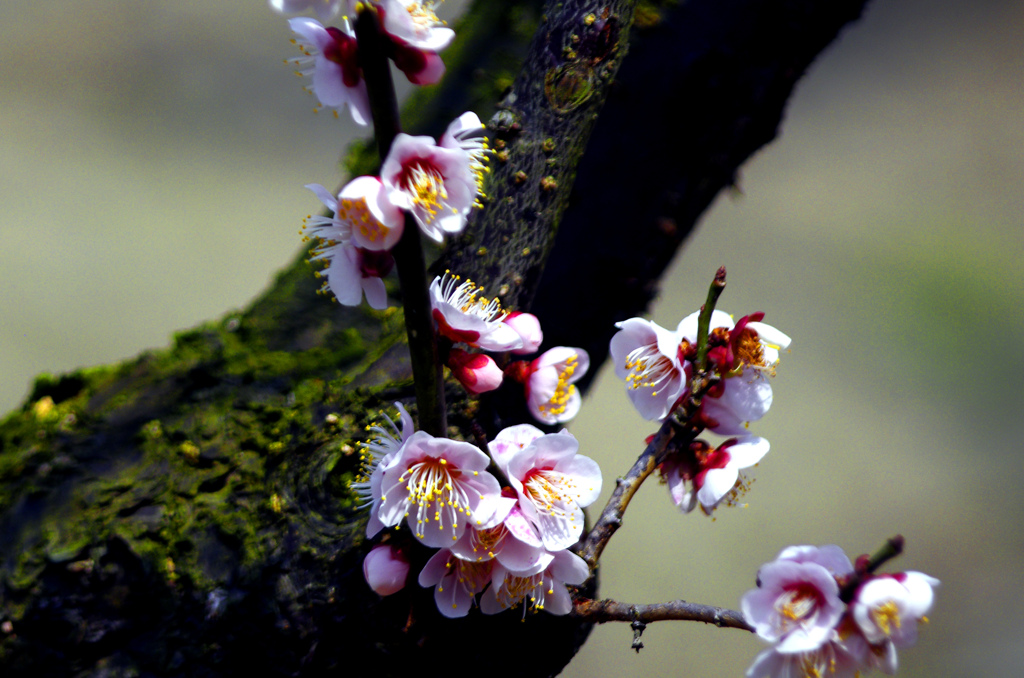 古 梅　_IGP2850zz