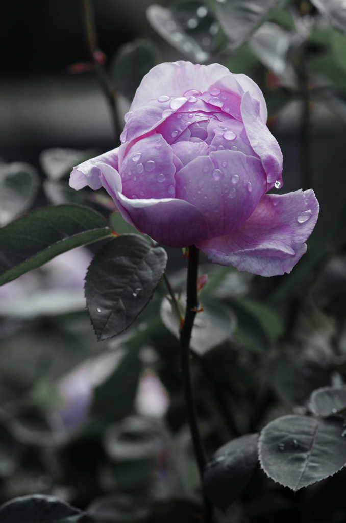 薔薇の苑 寂しげに　IGP7936zz