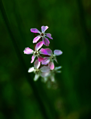 野を彩る小さき花　P1200574zz