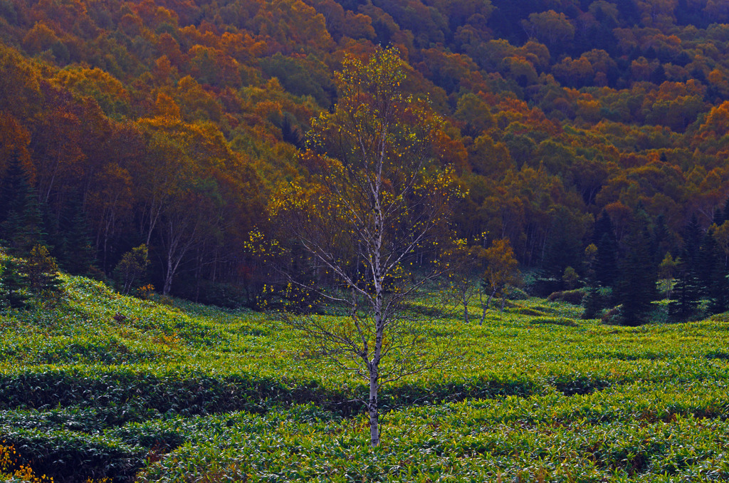 高原の朝　IGP9673zz