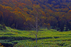 高原の朝　IGP9673zz