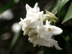 白い沈丁花　P1230499zz