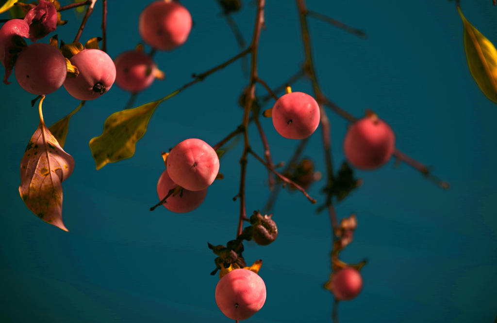 秋の味覚　IMGP9349zz