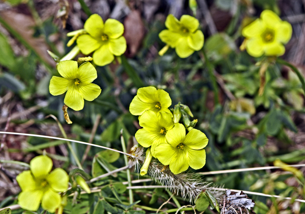 黄色いオキザリス　_IMG0062zz