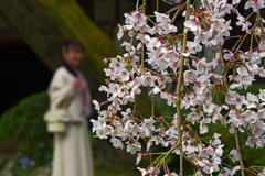 桜の下でお澄まし撮影　P1062197zz
