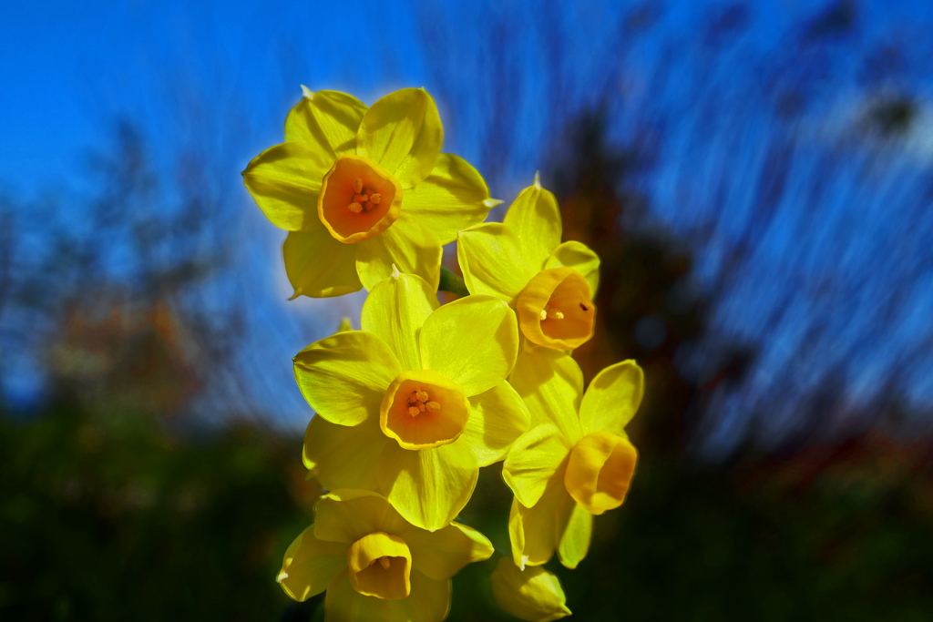 黄色いスイセン　P1350414zz