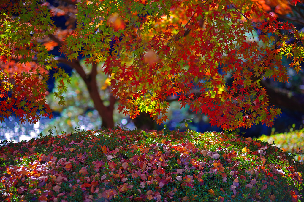 陽だまり　IMGP0922zz