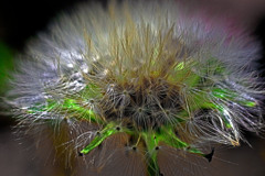 わたぼうし　IMGP5520z