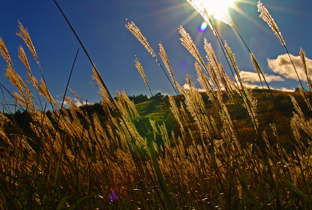 薄の原 午後の静寂Ⅱ　DSC07137zz