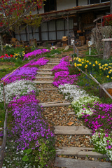 花のアプローチ　P1063654zz