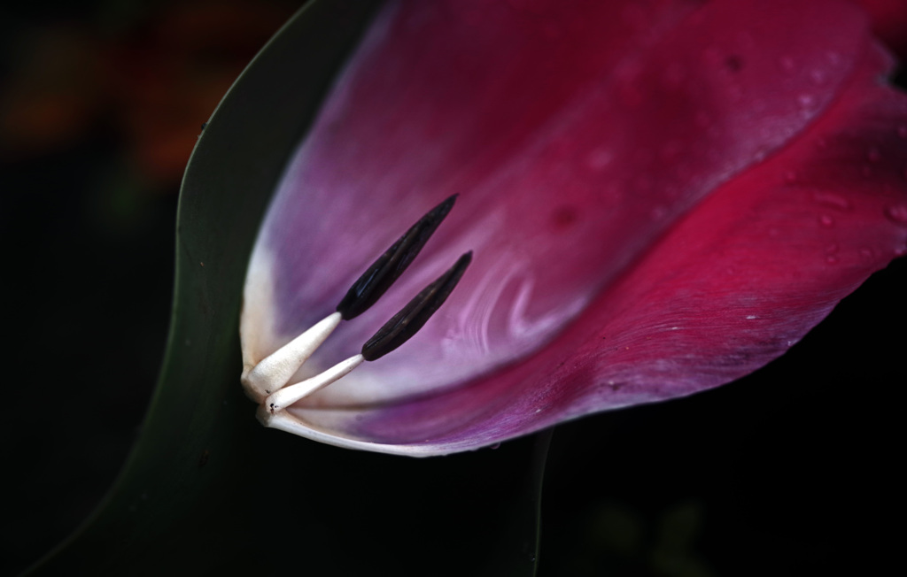 赤い花 終焉　IMGP5366zz