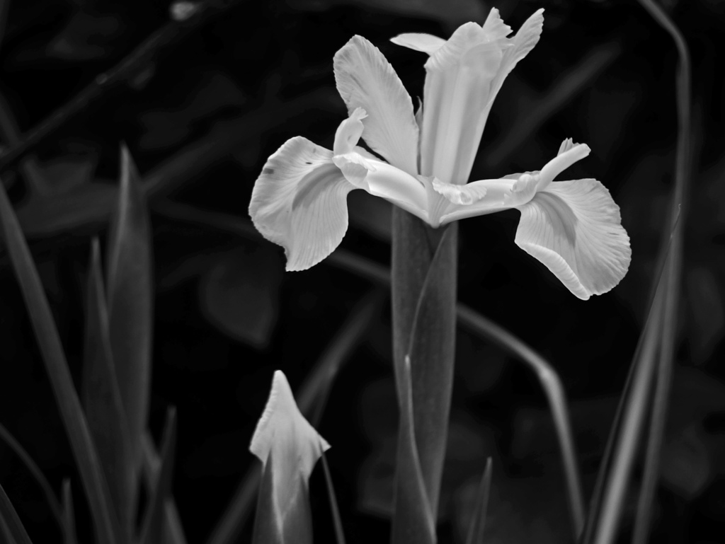 アイリス　P1200221zz