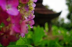 紫陽花の寺 雫　IMGP3946zz