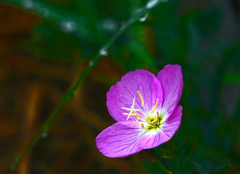 雨に咲く花　P1630921zz